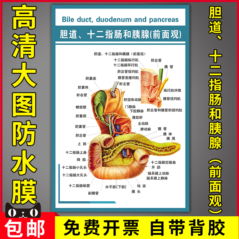医院科室人体器官结构解剖图海报胆道十二指肠和胰腺前面观挂图贴