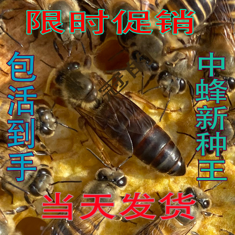 中蜂蜂王种王本地啊坝产卵王杂交红环双色处女王活体蜜蜂王胎土蜂
