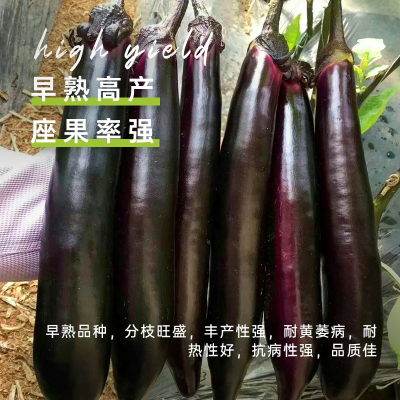 黑紫色紫龙长茄子种子寿光紫把大龙茄种籽杭茄长茄四季高产抗病