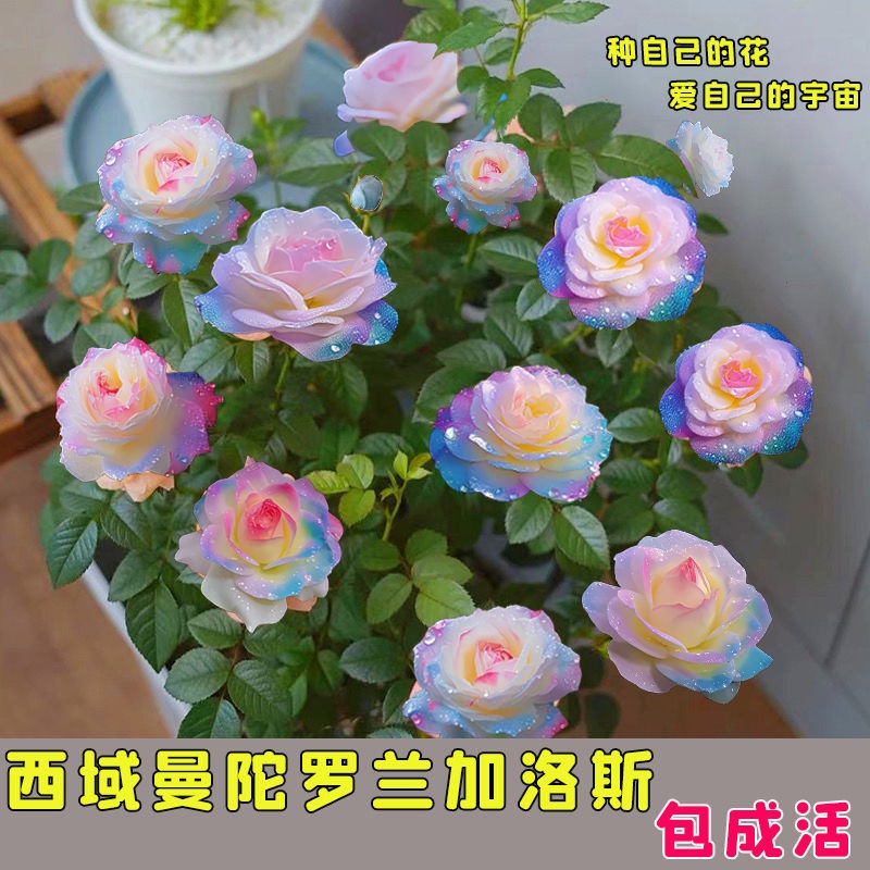 【稀有品种】浓香型四季开花新款玫瑰花苗盆栽花卉室内外观花月季