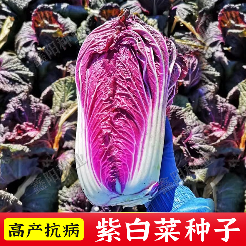 紫白菜种孑红色大白菜种子秋天冬季稀有特色非转基因四季菜蔬菜籽