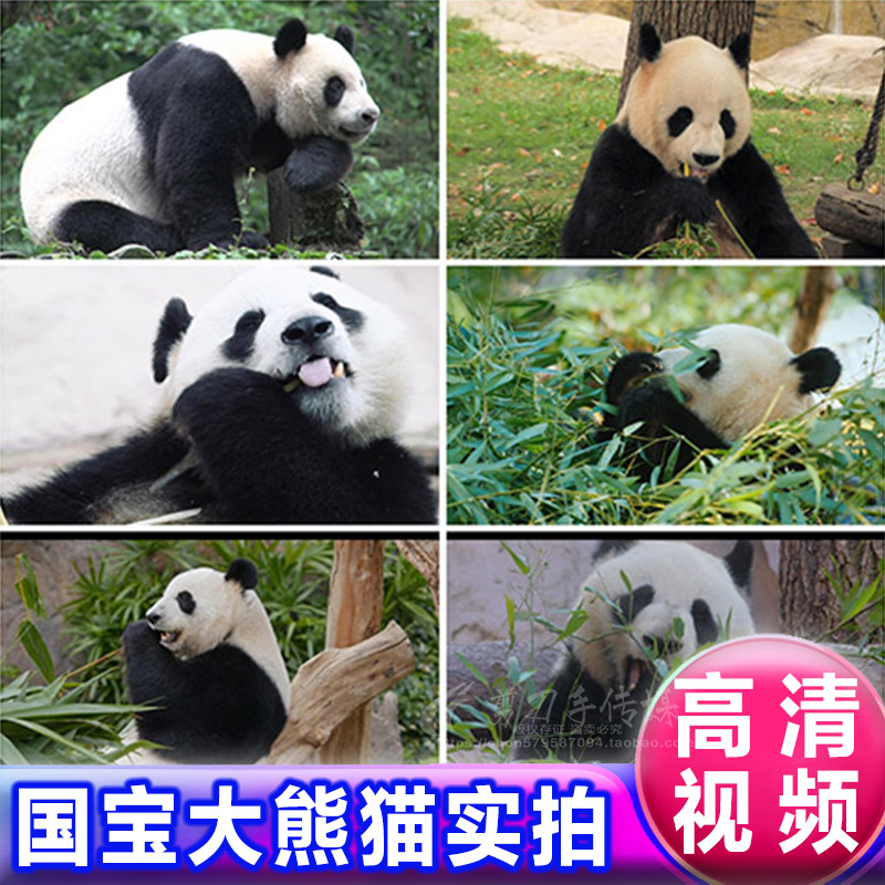 可爱国宝野生动物大熊猫吃竹子睡觉嬉戏玩耍高清实拍视频素材22部