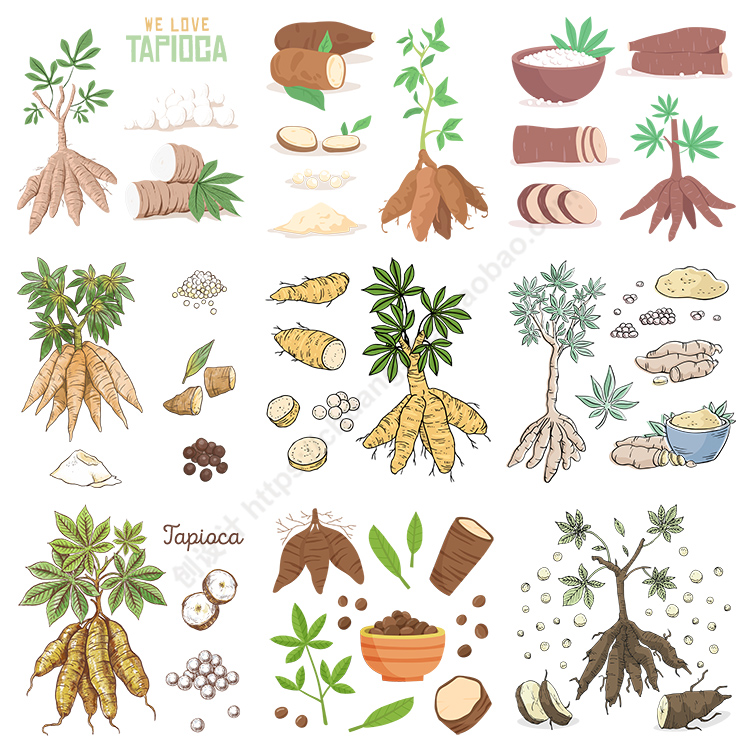 手绘木薯插画 木薯粉切块切面植物叶子图案 AI格式矢量设计素材