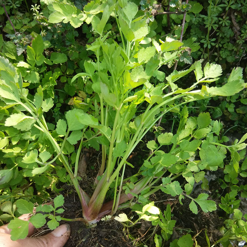 野芹菜种籽野生山芹菜种子水芹菜多年生茴芹大叶芹种孑蔬菜水种苗