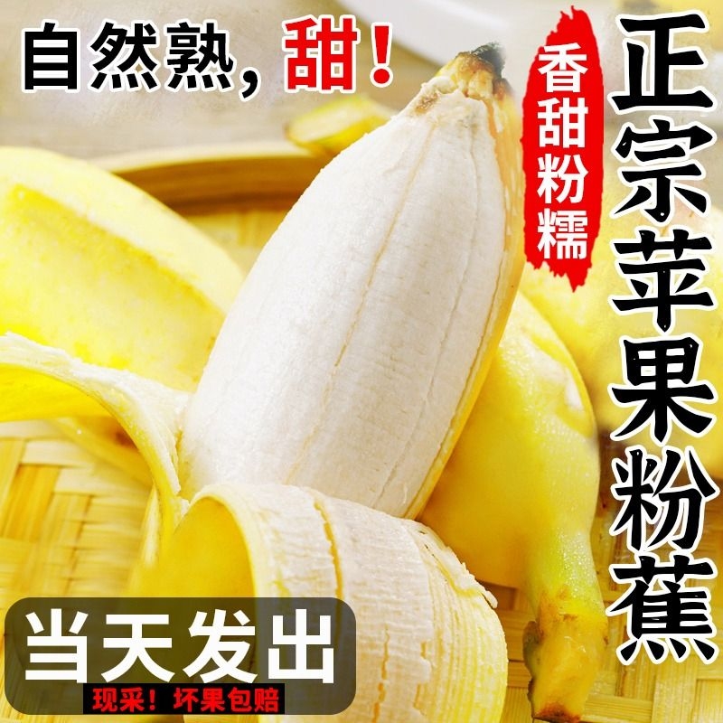 正宗苹果蕉banana香蕉新鲜9斤粉蕉自然熟当季小米芭蕉香焦10精选