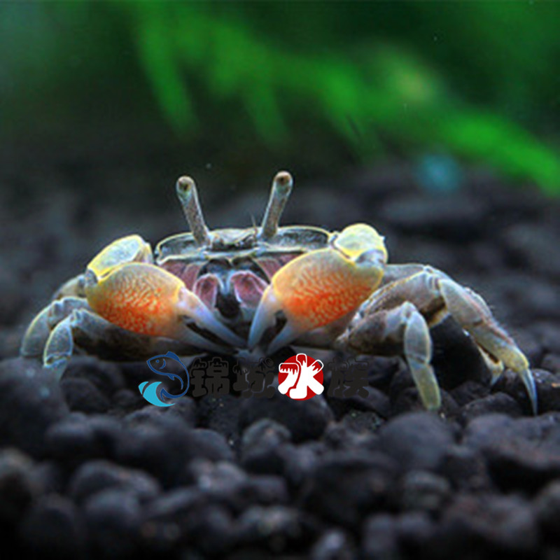 迷你辣椒蟹活体可混养螃蟹观赏蟹宠物蟹吃虫除藻淡水蟹爬行动物