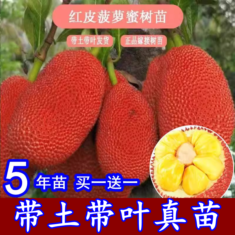新品种红皮红肉菠萝蜜嫁接树苗木菠萝苗马来西亚当年结果带土带叶