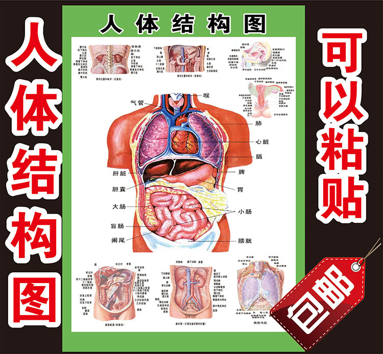 人体器官结构图挂图人体解剖图医用内脏器官骨骼肌肉构造墙贴全身