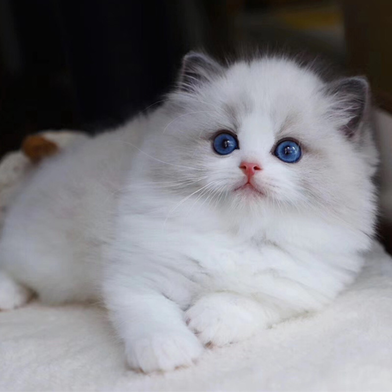 淮南布偶猫幼猫活体海双长毛小猫咪纯种宠物猫蓝白美短蓝猫银渐层