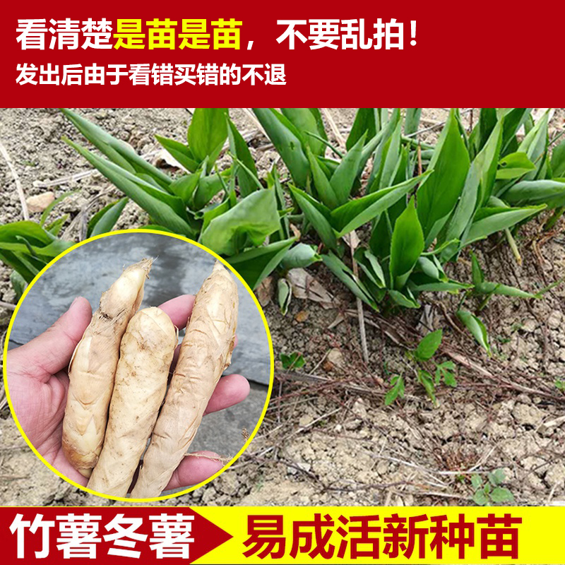 2024年农家广东特产新鲜竹芋竹薯冬薯冬笋苓薯节薯种子种薯包邮