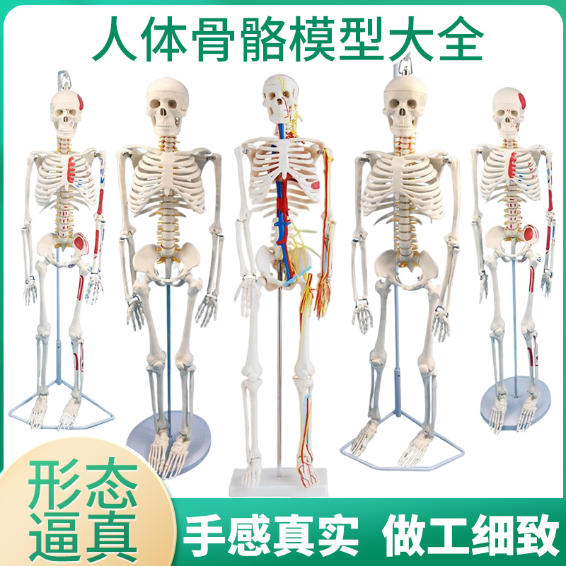 85cm人体骨骼模型170cm全身成人骨架人体模型小骷髅教学脊椎模型