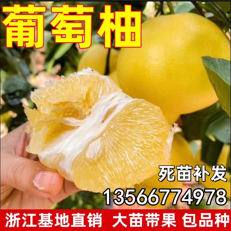 台湾甜葡萄柚苗黄心西柚苗 嫁接鸡尾葡萄柚子苗 黄金葡萄柚子树苗