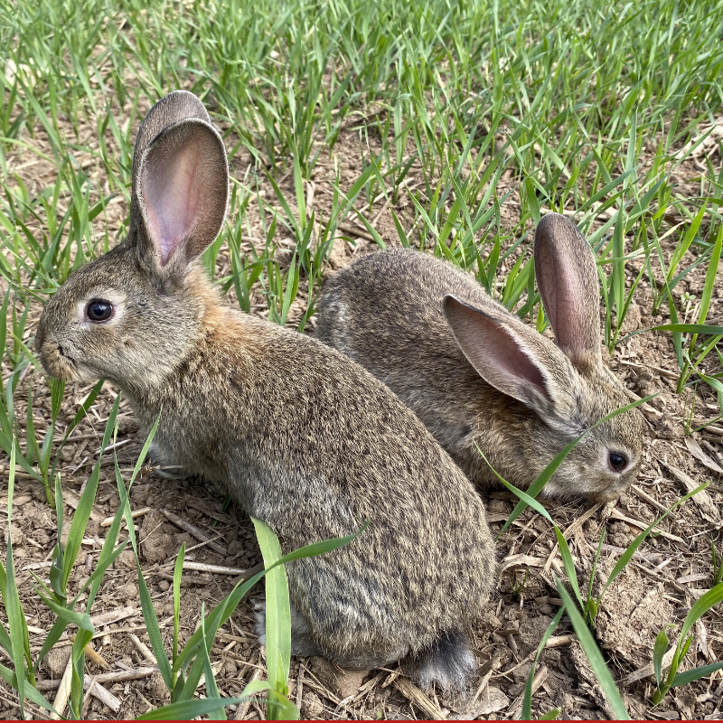 比利时兔子活物肉兔大型幼兔苗繁殖家养活体宠物兔公母一对起包邮