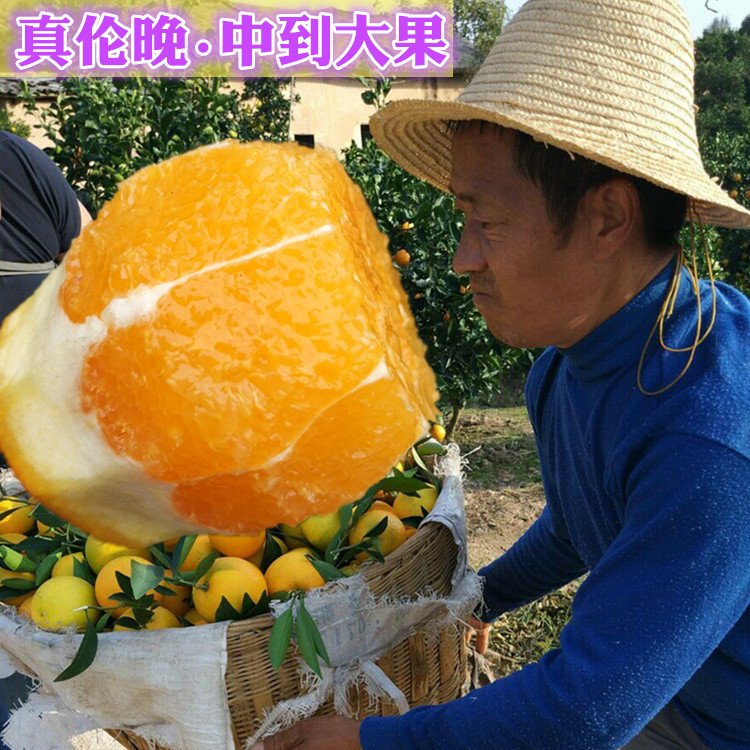 正宗秭归伦晚脐橙春橙纯甜橙子大果现摘新鲜湖北宜昌超甜当季水果