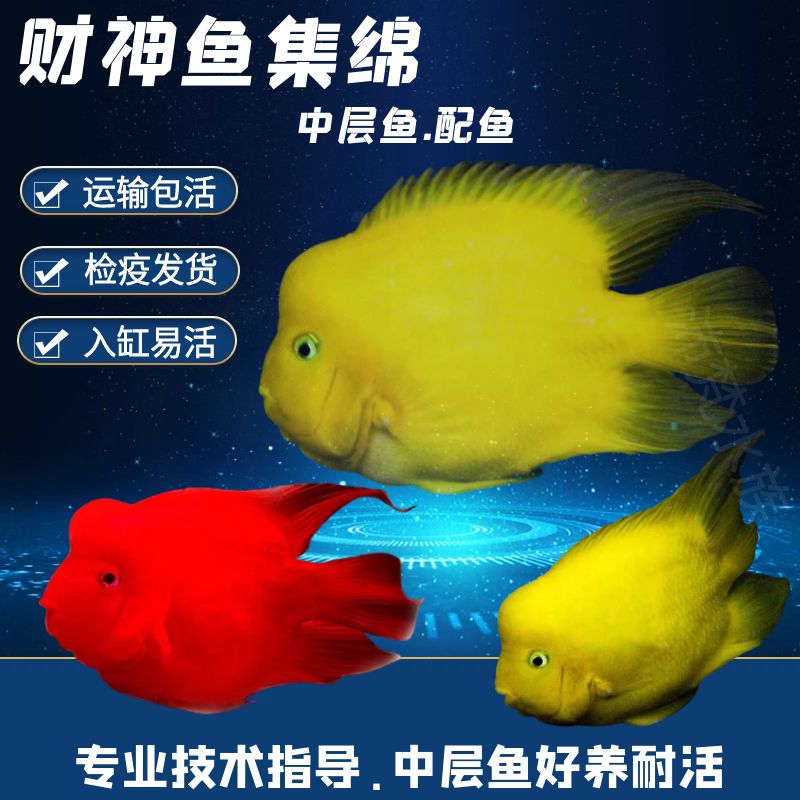 活体鱼热带鱼黄金鹦鹉鱼黄鹦鹉鱼观赏鱼发财鱼清道夫谈水鱼好耐活