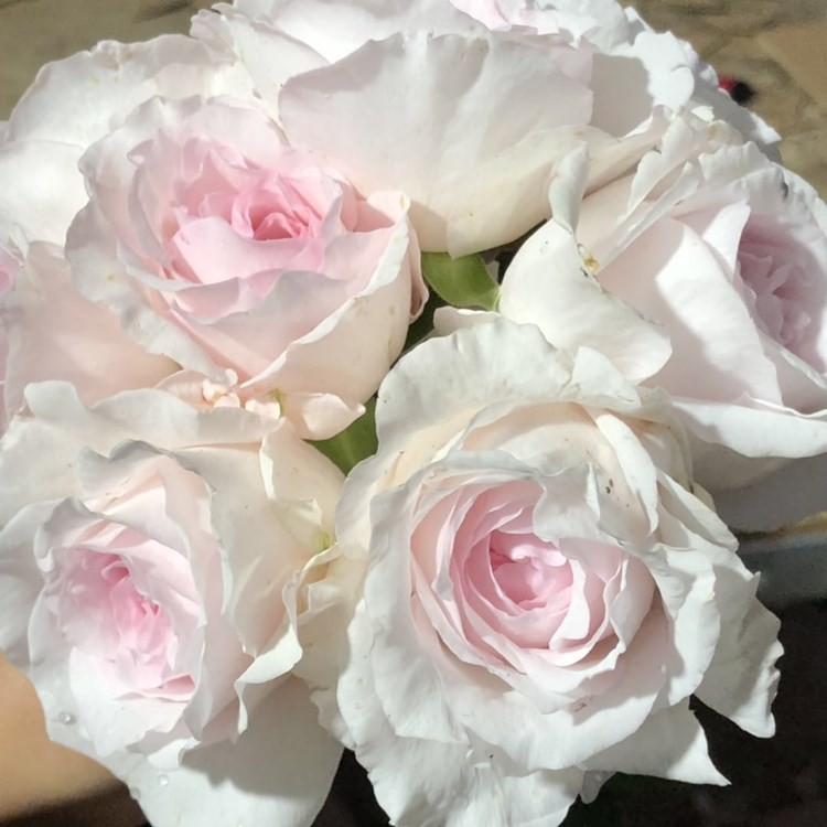 草莓奶昔 浓香梦幻粉色玫瑰月季小苗 重瓣阳台灌木庭院花卉绿植