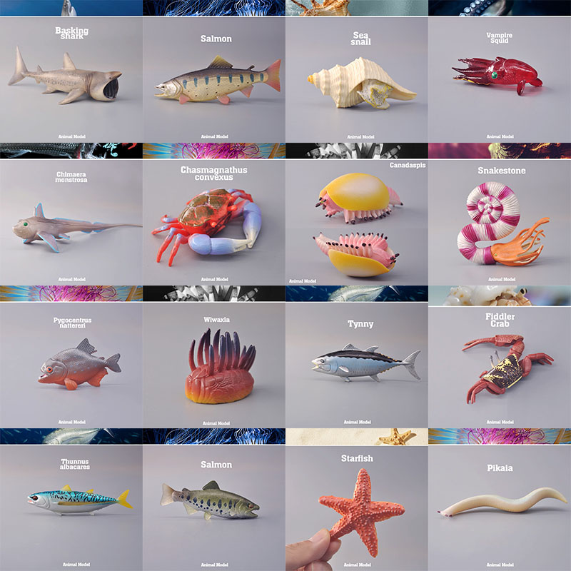 外单正品 野生海洋动植物海底世界 正版仿真动物模型 儿童玩具