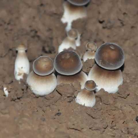 红平菇蘑菇食用菌种包菌棒玫瑰菇家庭阳台蘑菇种植菌包、
