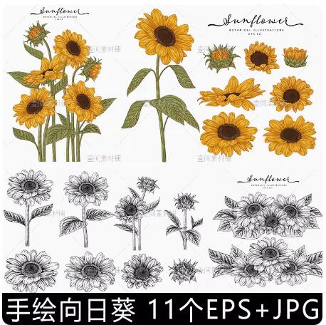 水彩手绘线稿白描素描向日葵太阳花植物花卉插画矢量设计素材