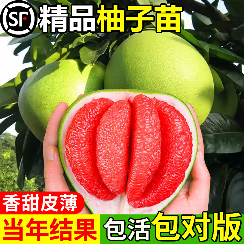 柚子树苗新品种泰国红宝石青柚三红蜜柚红心柚嫁接苗广西沙田柚苗