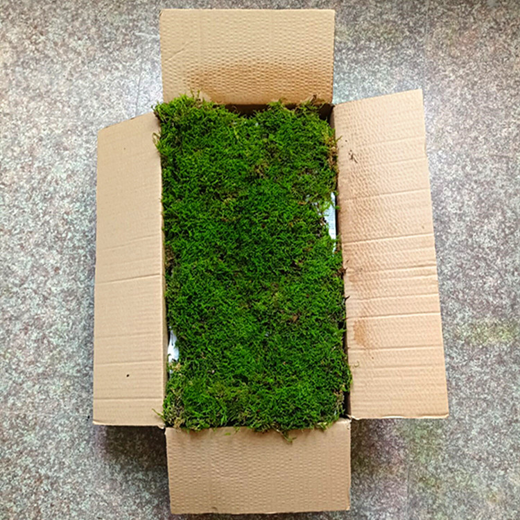 新鲜苔藓黄缘生态饲养箱环境布置养殖箱微景观绿植物造景设计装饰