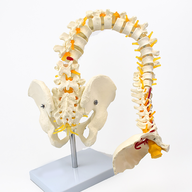 YA/L036F医学灵活自由弯曲人体脊柱模型正骨练习推拿教学脊椎CPST