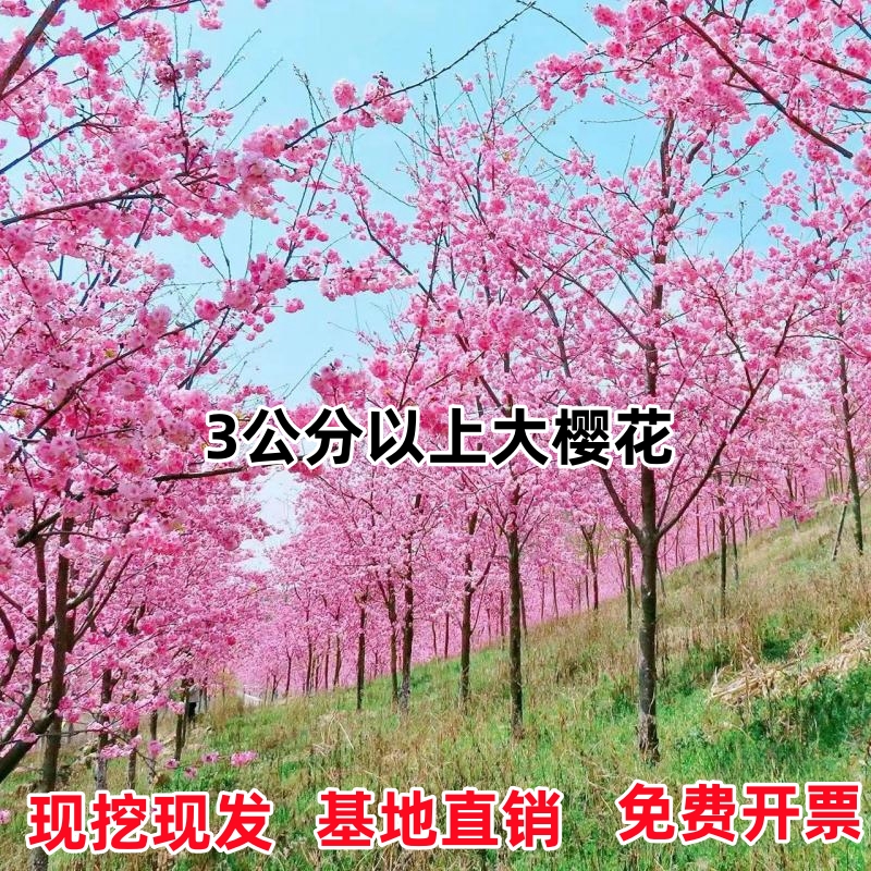 高杆樱花树苗盆栽重瓣樱花日本早樱樱花树别墅庭院大型耐寒风景树