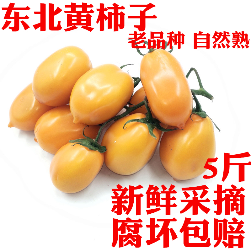 东北黄柿子西红柿黄色柿子新鲜草莓农家自种新鲜蔬菜水果特产美食