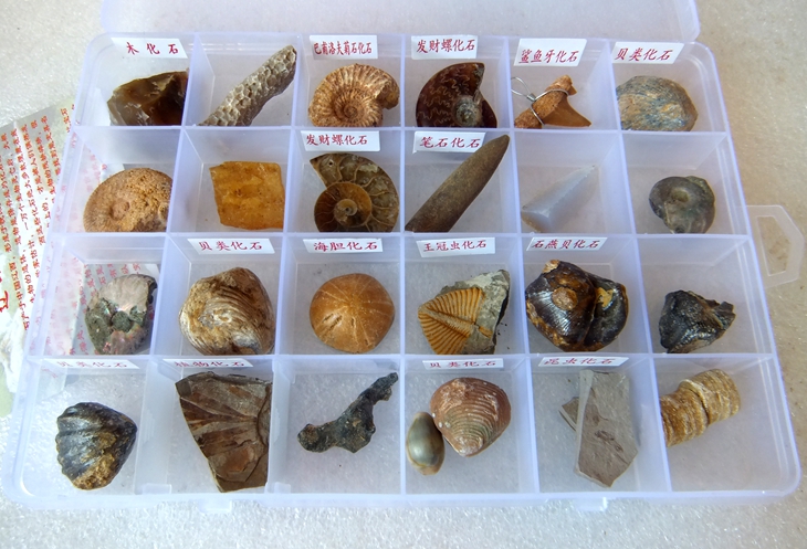 24种古生物化石套盒菊石石燕贝无洞贝树化石昆虫柯巴脂笔石三叶虫