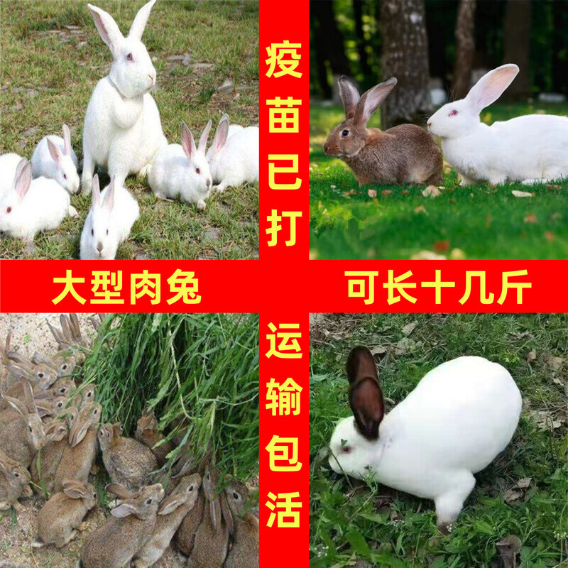 兔子活物非公母一对活体巨型小白兔肉兔宠物兔活苗繁殖家养小兔子