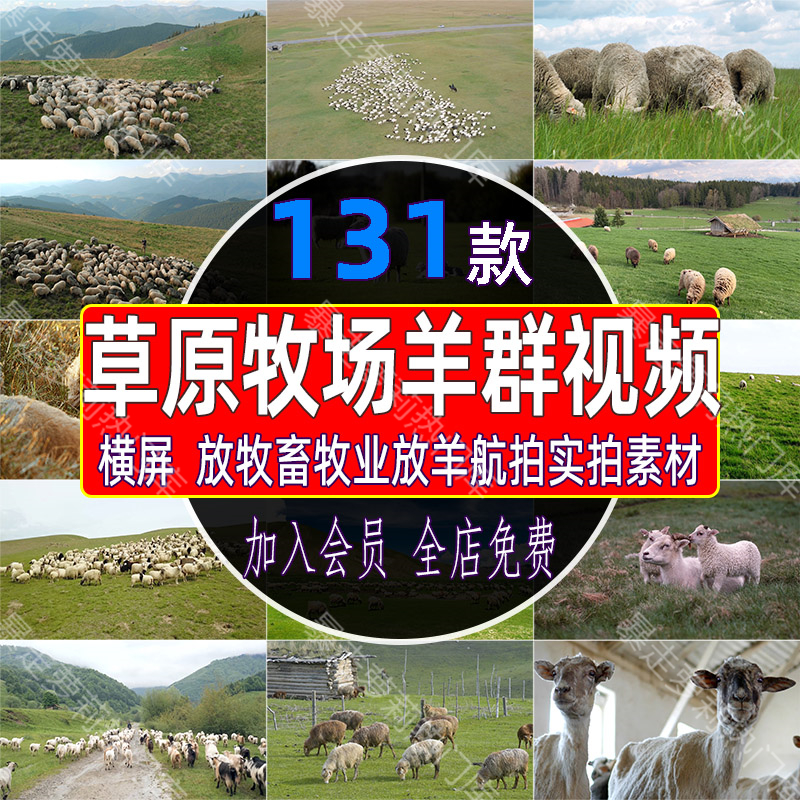 大草原牧场畜牧业放牧羊群视频草地养羊绵羊吃草实拍高清航拍素材