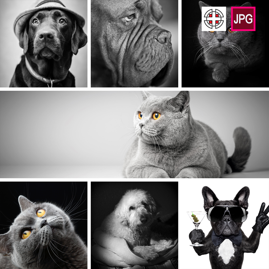 黑白动物装饰画宠物猫咪小狗小猫高清背景图片设计素材