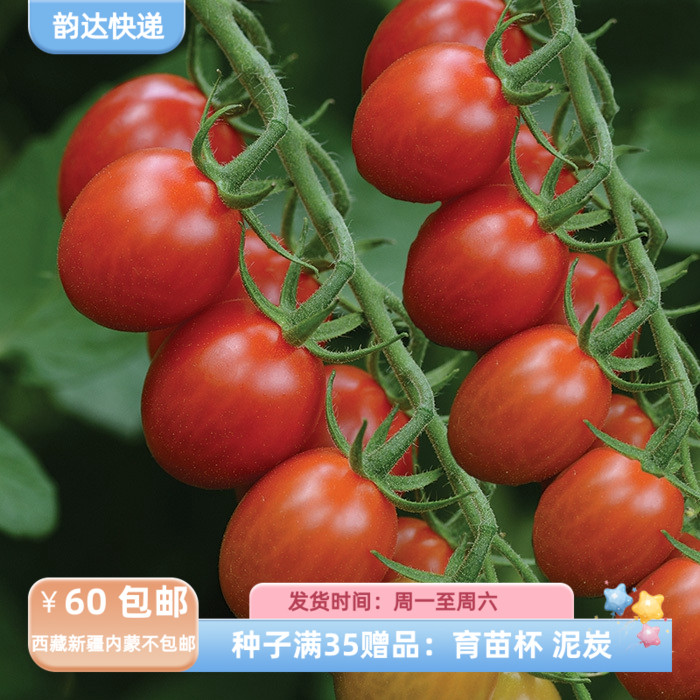 【种子】樱桃番茄 小西红柿 无限生长型  糖潮  5粒