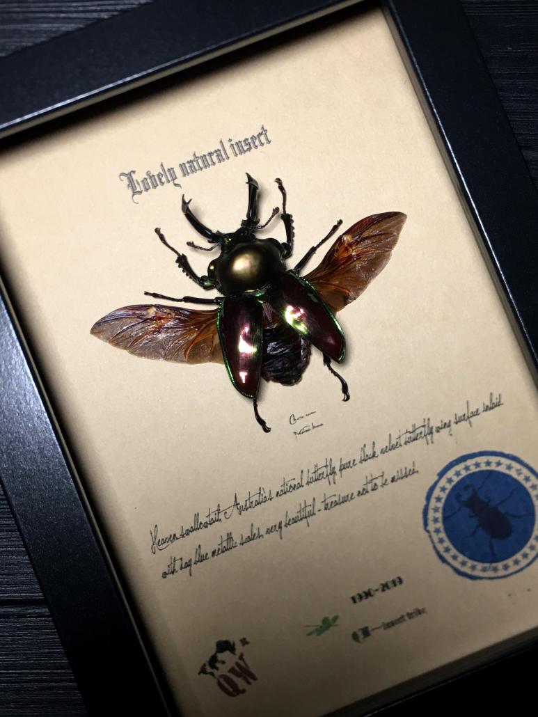 澳大利亚原始雨林罕见彩虹锹甲·甲壳虫标本珍藏·欧式简约外框