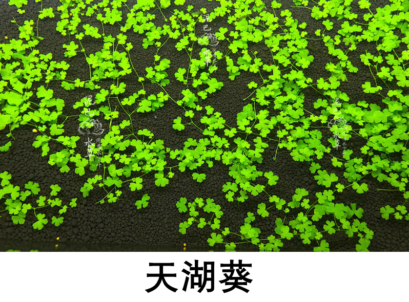 天湖葵水草图片