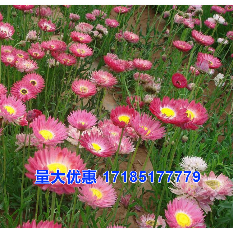 永生菊种子图片