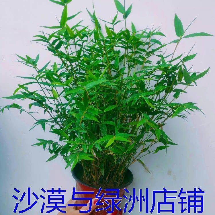 米竹矮竹绿植迷你植物小竹子桌上盆栽盆景竹四季庭院小米竹