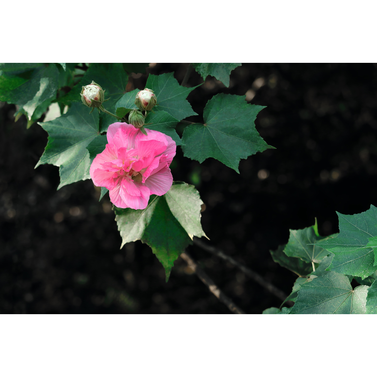 原创高清摄影作品/花卉-粉色木芙蓉/木槿花(2张) 作业素材图片