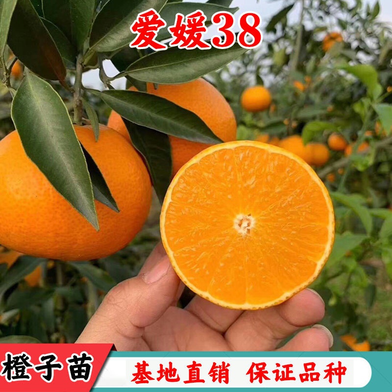 新品种早熟爱媛38号果冻橙子树苗嫁接苗红美人杂柑橘子树柑橘树苗