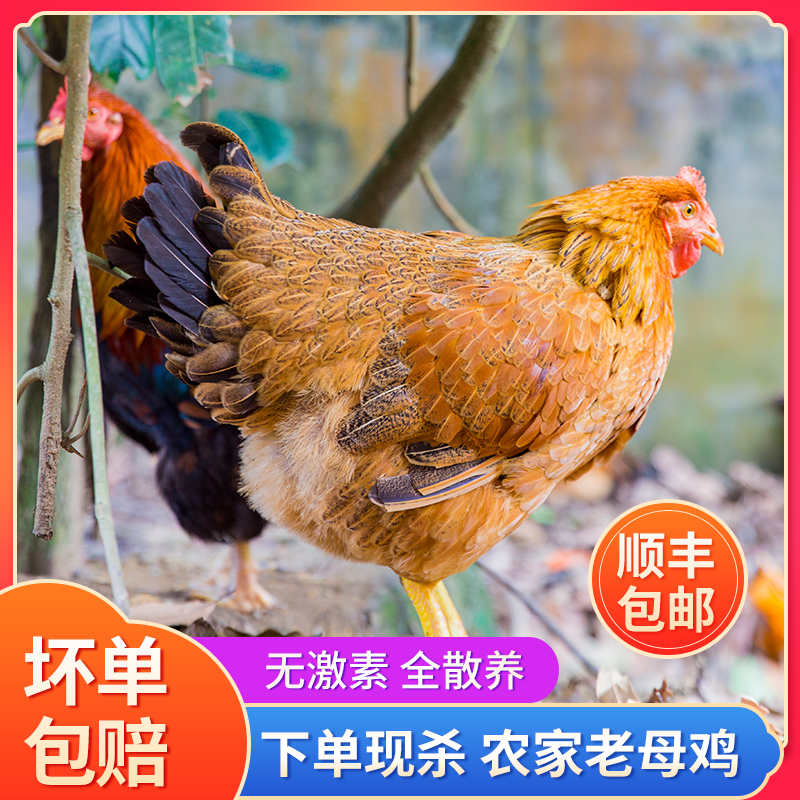 上海同城青浦白鹤乡下竹林正宗散养土鸡现杀现发新鲜月子老母鸡煲