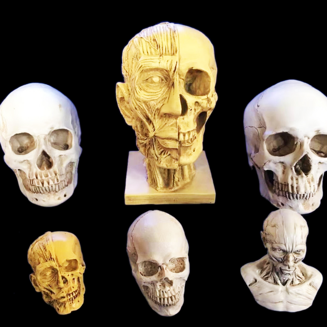 美术素描绘画临摹模型静物人物骷髅头树脂头骨男女骨骼肌肉解剖艺
