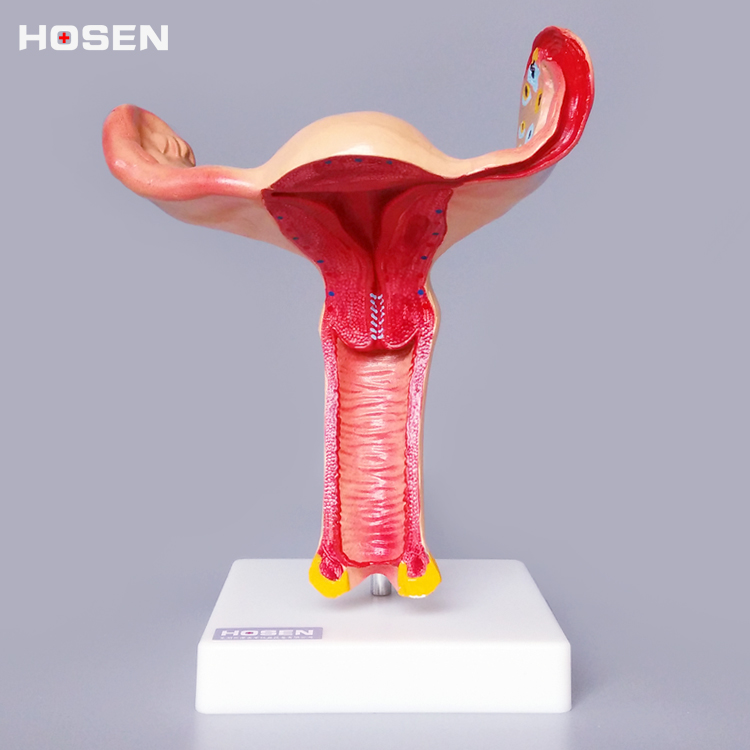 子宫模型女子宫卵巢解剖放大妇产科教学模具医学教具生殖生理系统