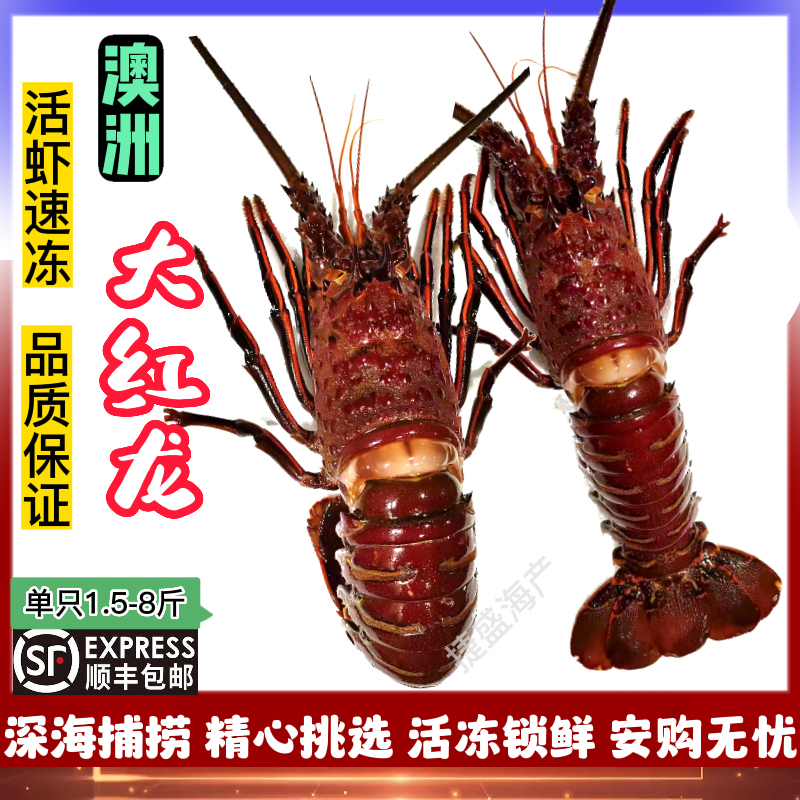 澳洲大红龙虾