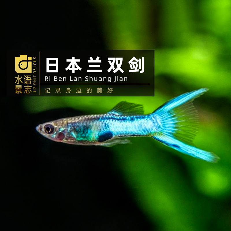 日本兰双剑安格拉斯孔雀鱼精灵孔雀热带鱼草缸混养观赏鱼满购包邮