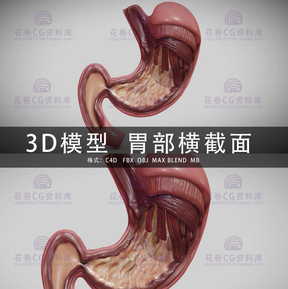 G544-C4D/MAYA/3DMAX三维模型 胃部横切面剖面图解剖图3D模型素材