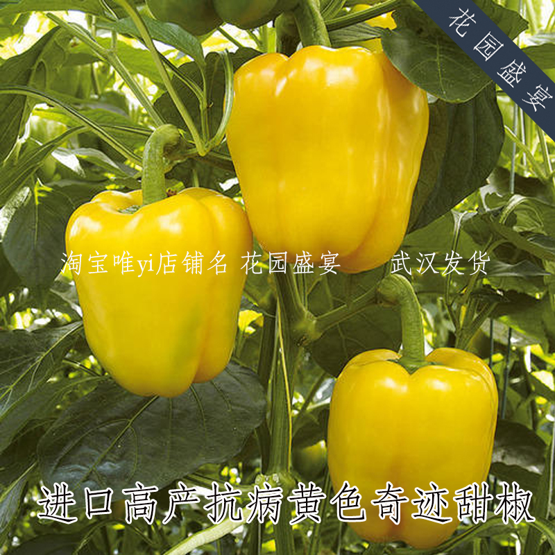 大型铃铛甜椒种子6粒黄色红色奇迹进口蔬菜种子辣椒高产抗病