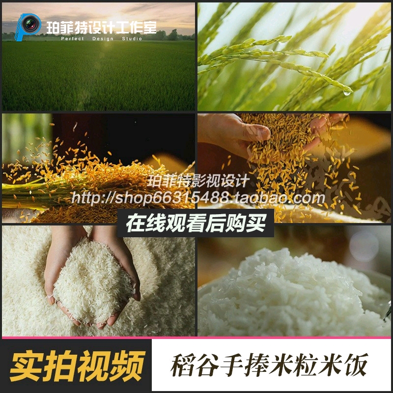 大米广告宣传片 高清实拍视频素材 有机农业绿色稻田稻谷手捧米粒