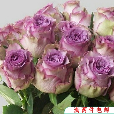 【水灵花园】多姿桃 花苗  切花玫瑰  紫色欧月月季  盆栽植物