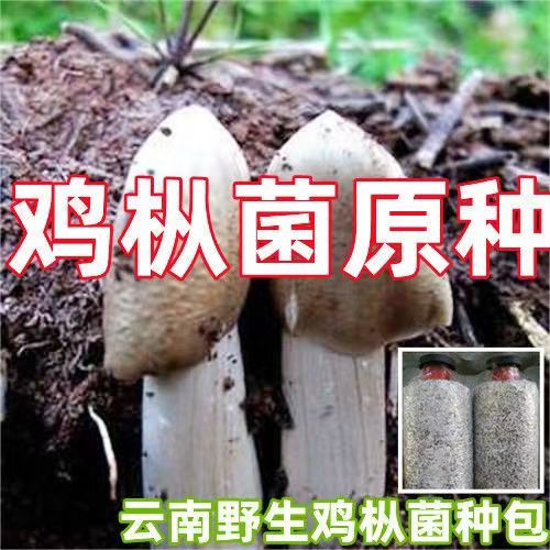 云贵川鸡枞菌菌菇包高产三塔菌荔枝菌人工种植四季可种送技术指导