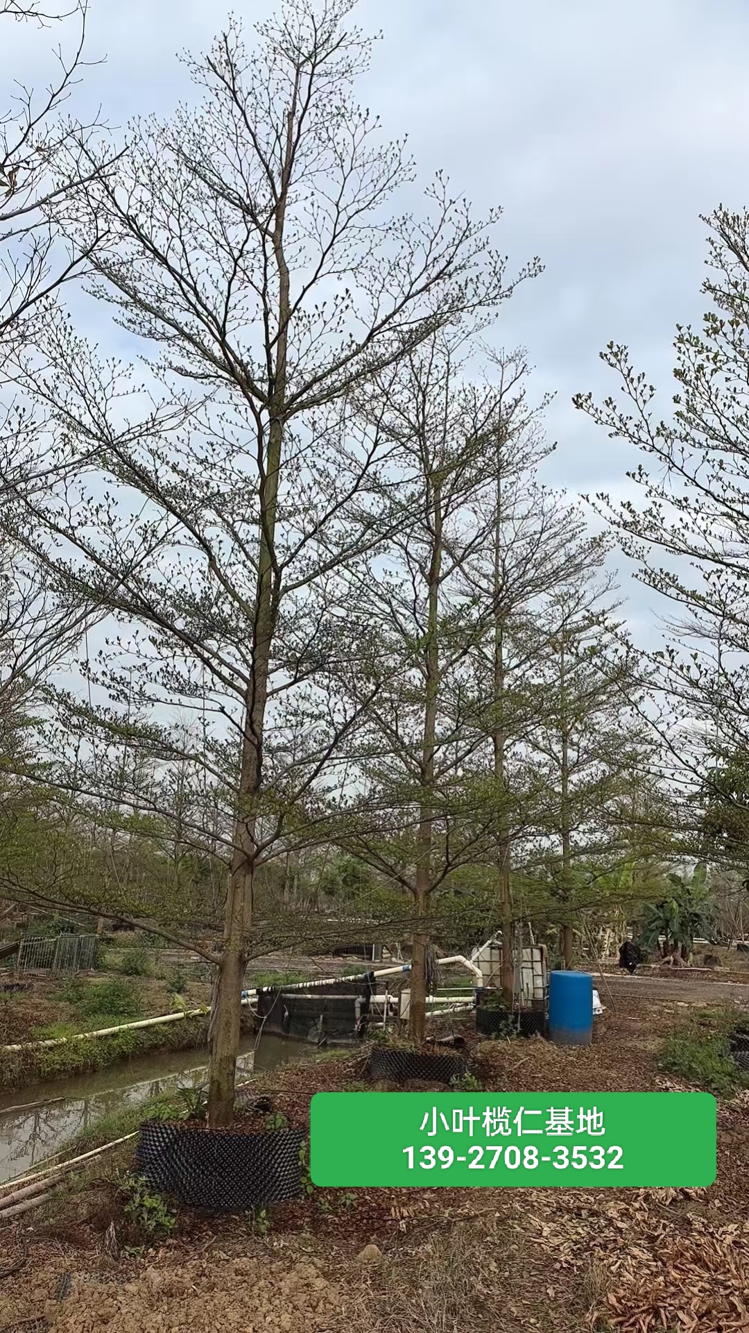 小叶榄仁树苗胸径15-20公分庭院绿化风景树雨伞细叶榄仁树